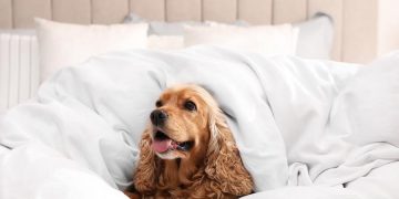 Cocker Spaniel in einem Bett