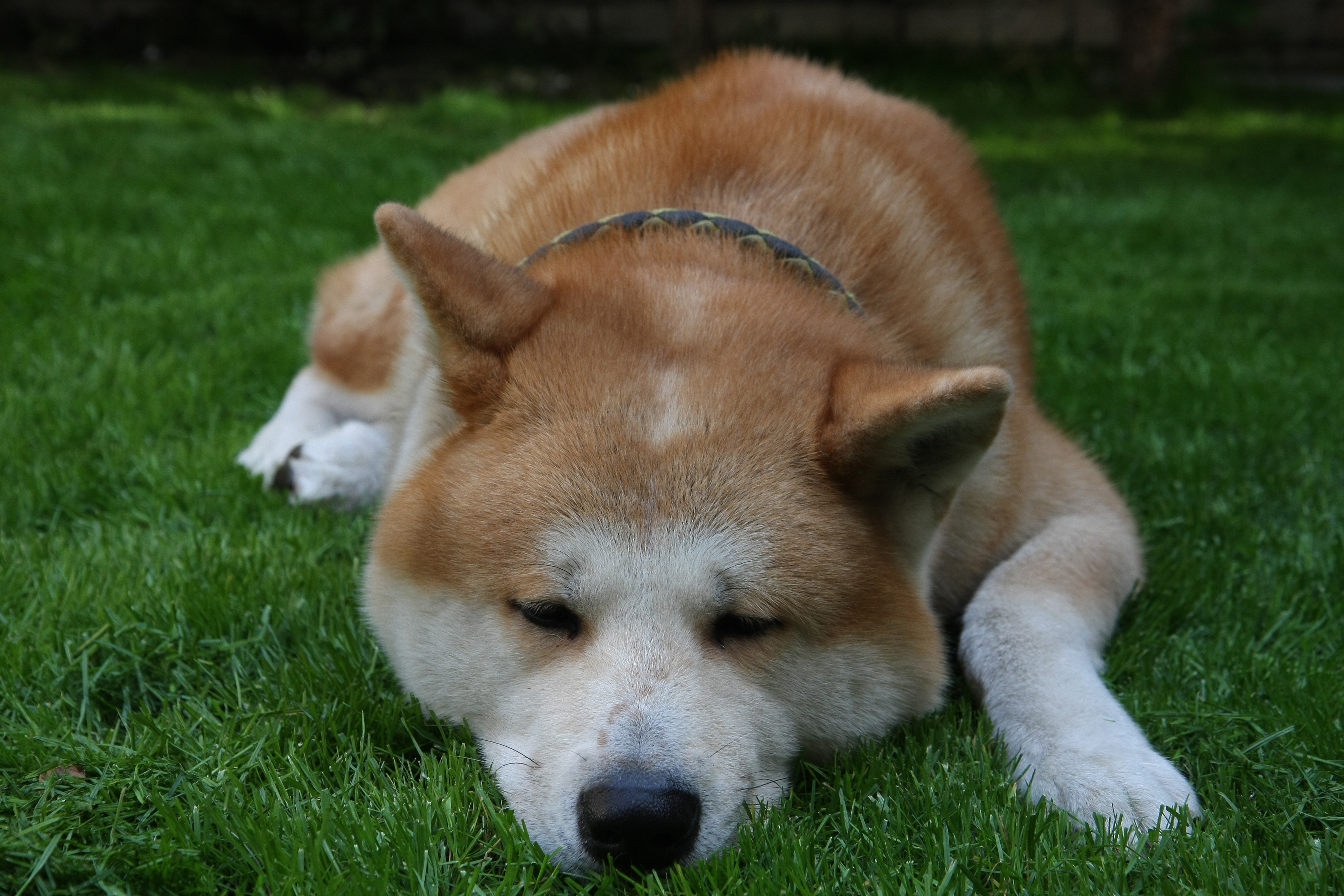 Hund Akita Inu hat Gift gefressen und muss sich auf Rasen im Garten erholen