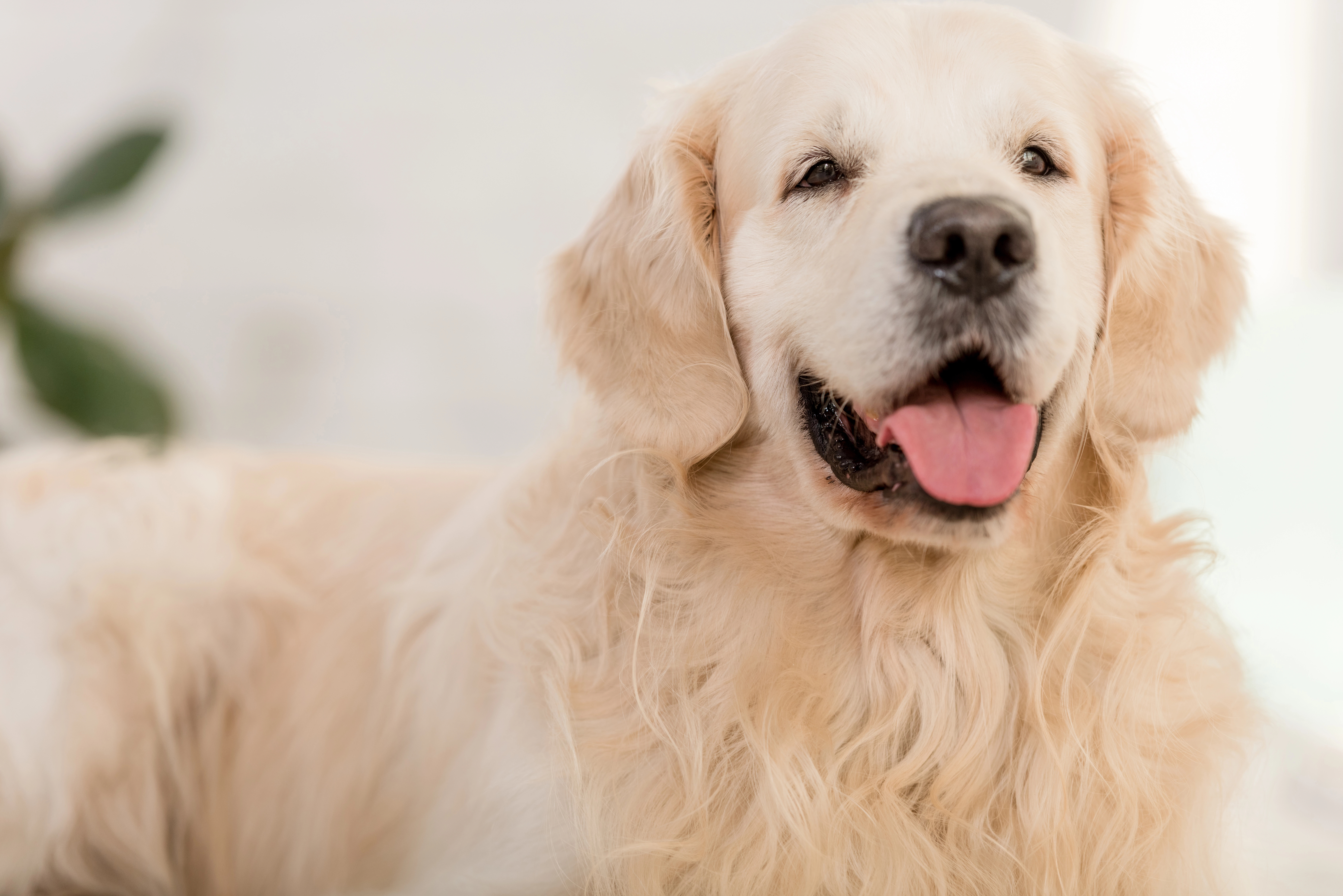 Labrador Hund furzt ständig und viel und liegt auf dem Bauch