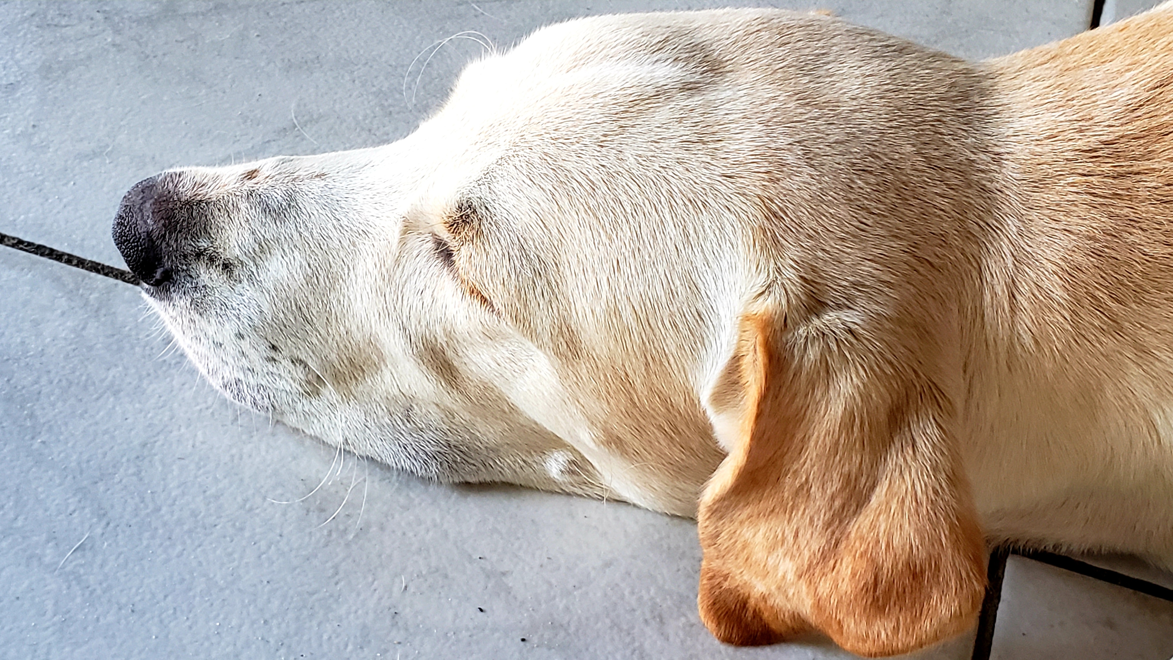 Hund hat einen tiefen schlaf auf dem Boden