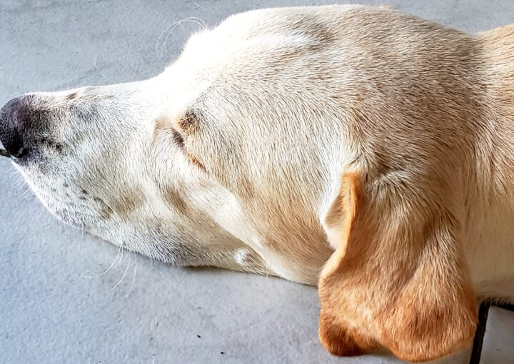 Hund ist müde und schläft auf dem Boden