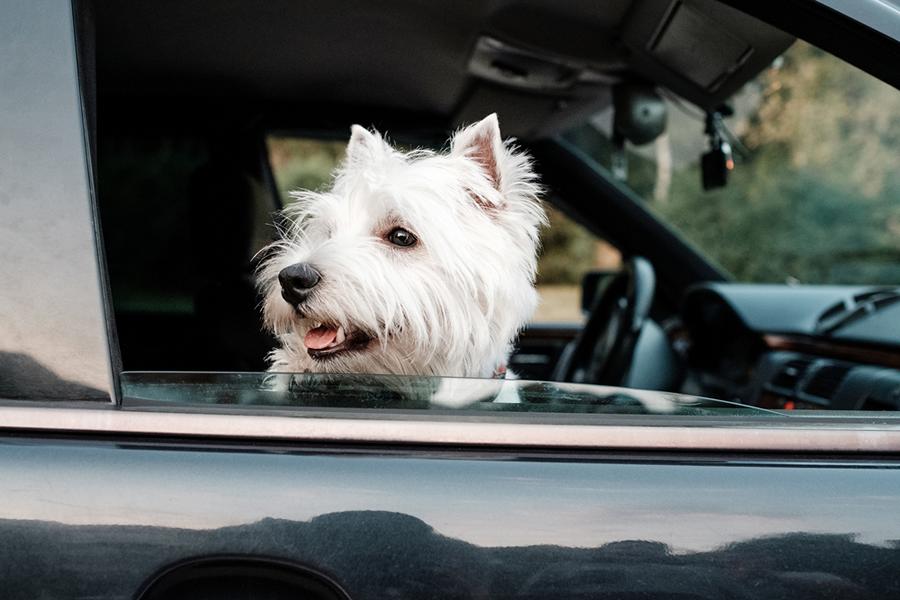 West Highland Terrier im Auto