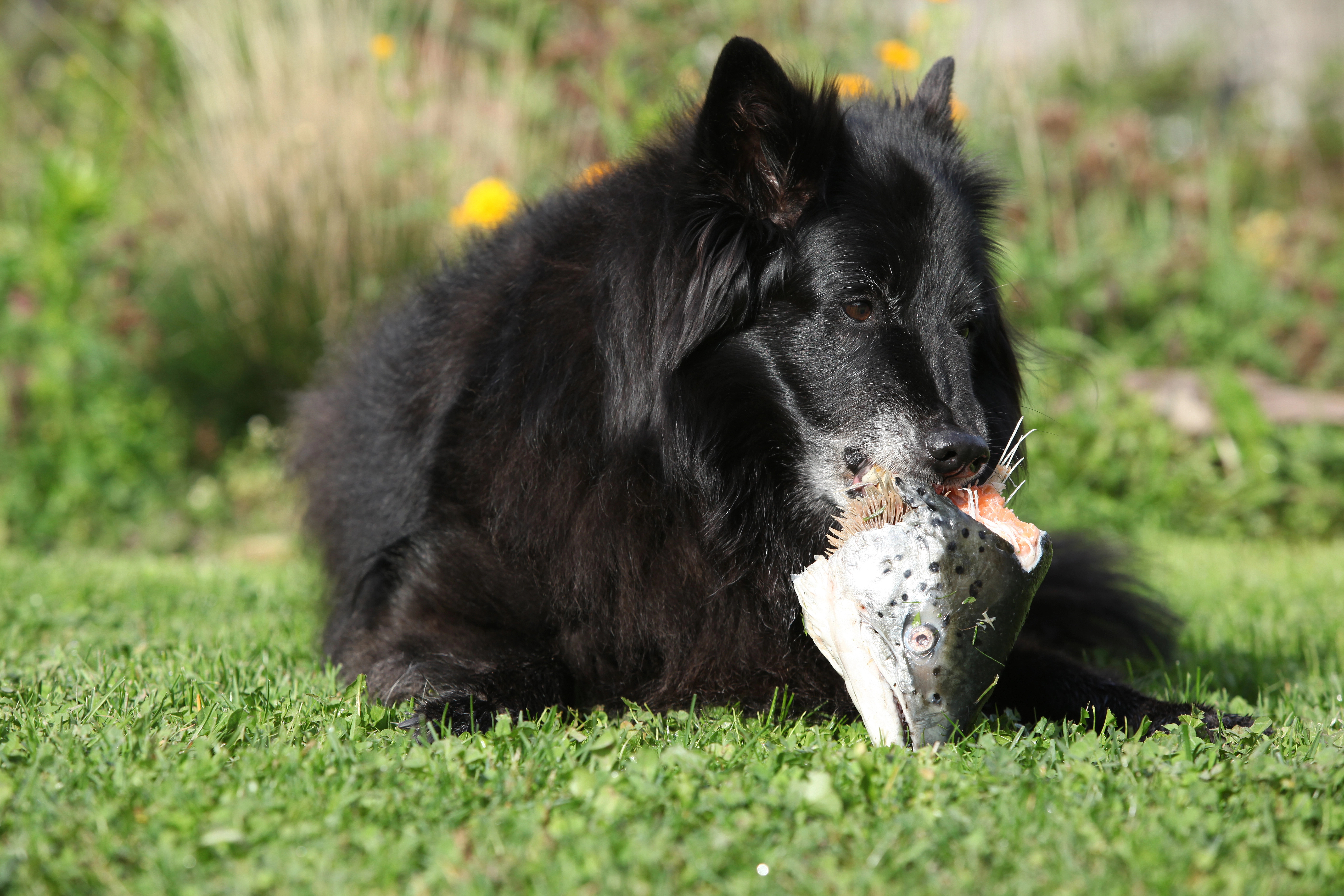 Hund frisst Fisch im Garten und holt sich so sein Lachsöl