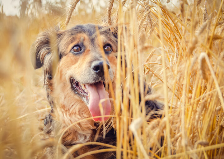 Hund versteckt sich im Getreide