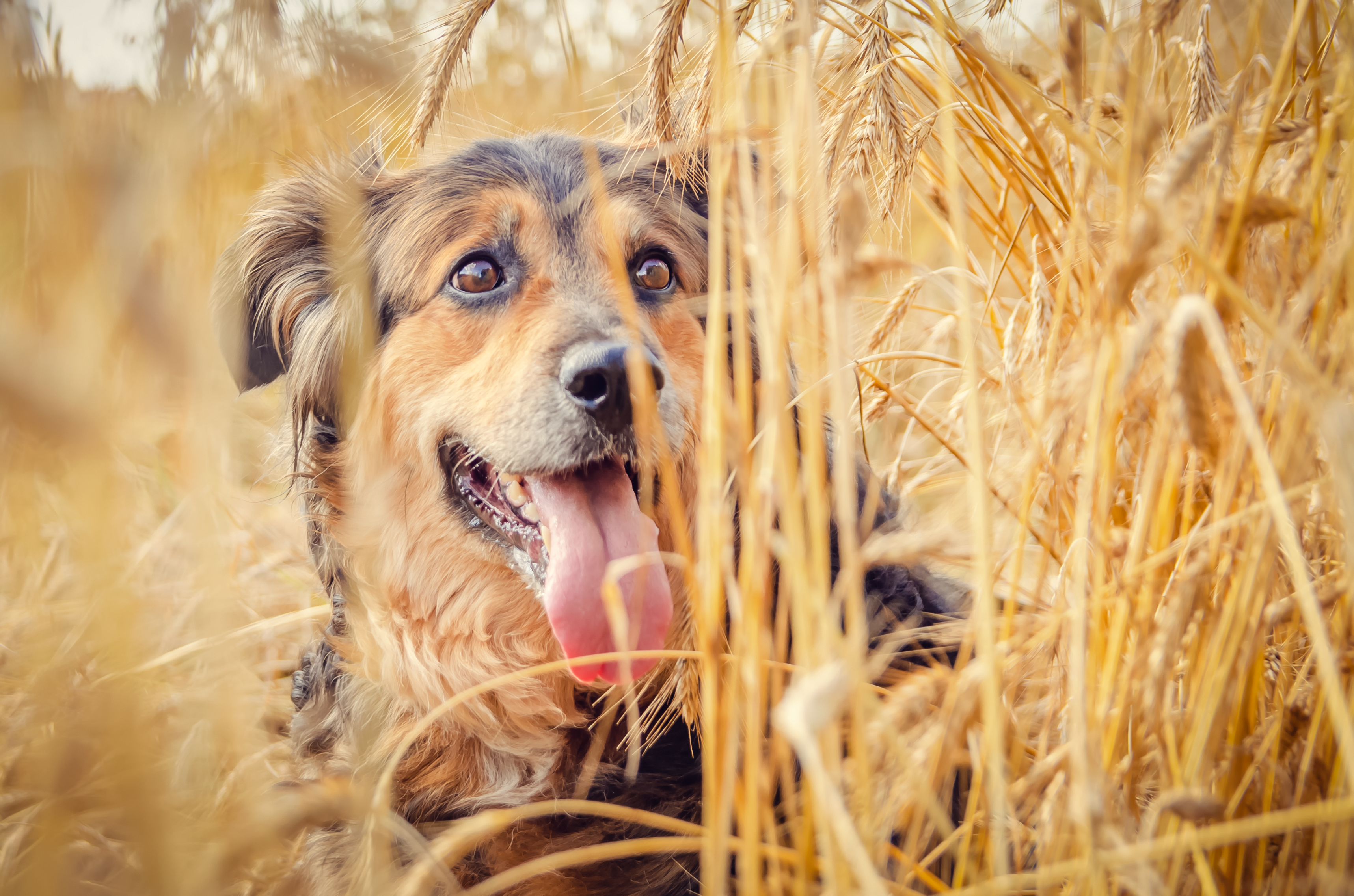 Hund versteckt sich im Getreide