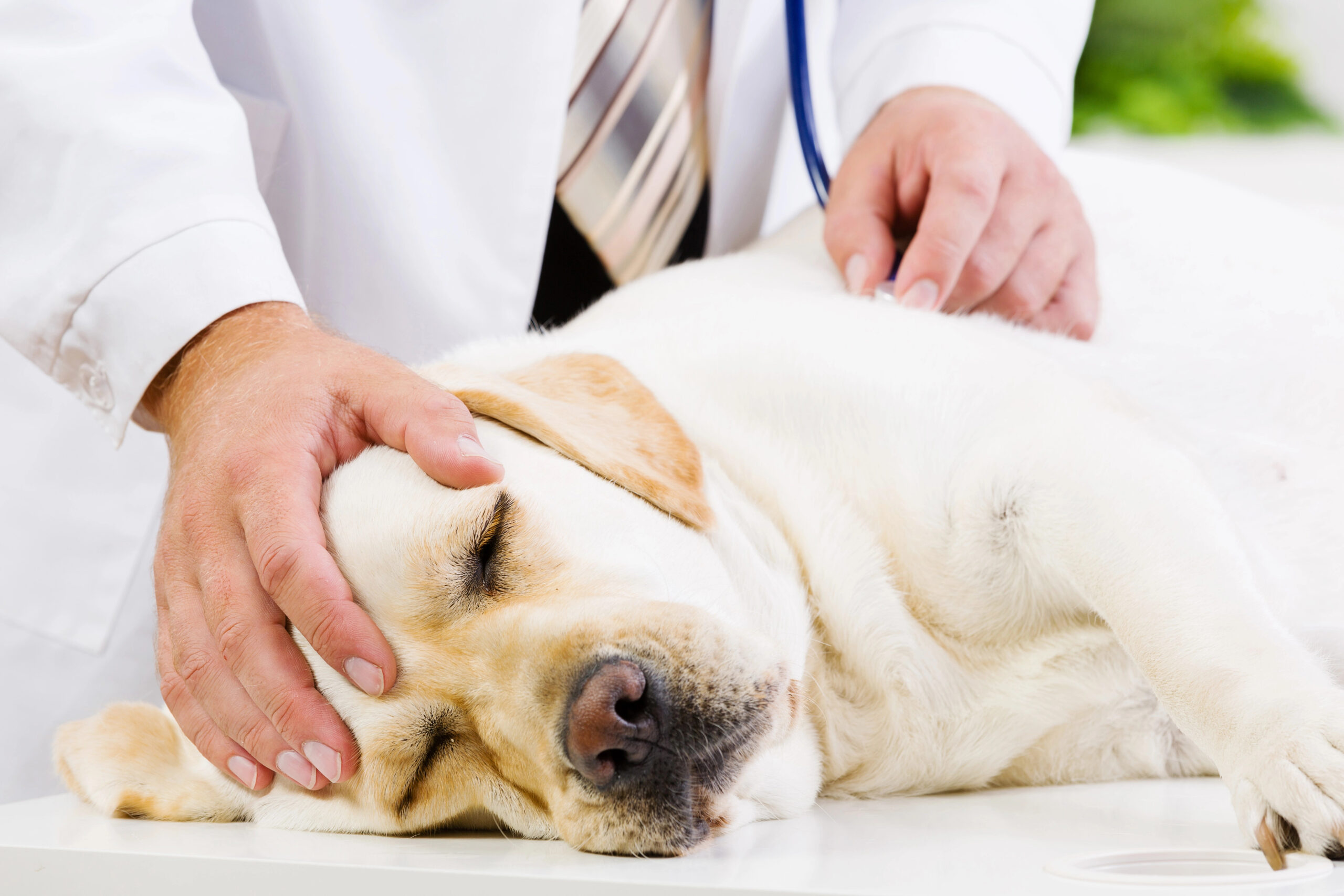Hund liegt beim Tierarzt und hat IBD