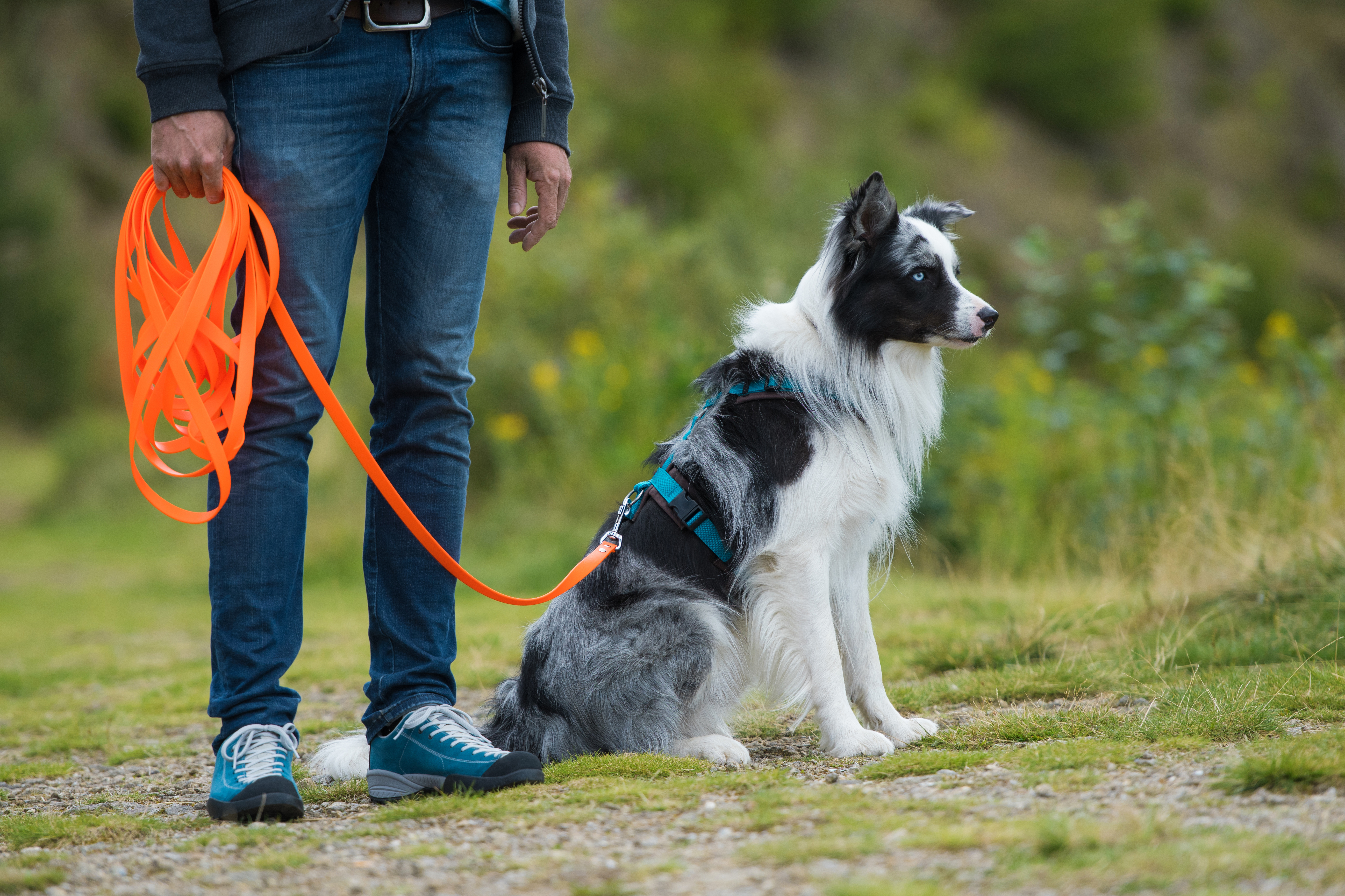 Spaziergang mit Schleppleine mit Hund Border Collie