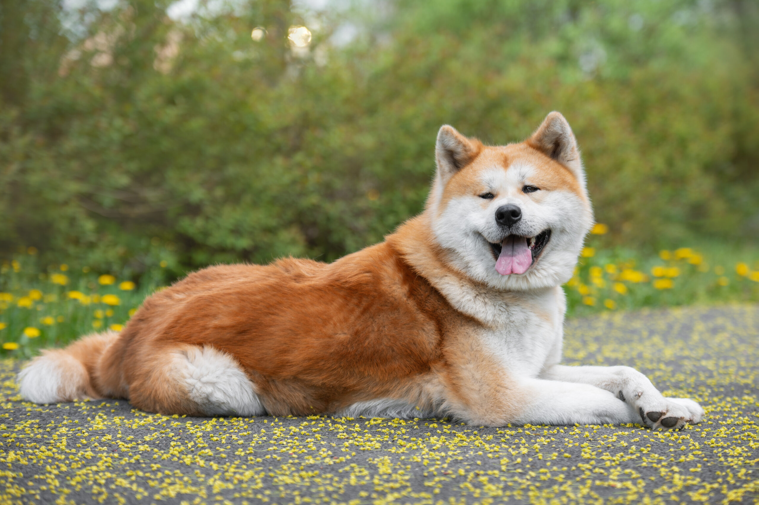 Akita Inu Hund liegt mit Spondylose auf dem Rasen