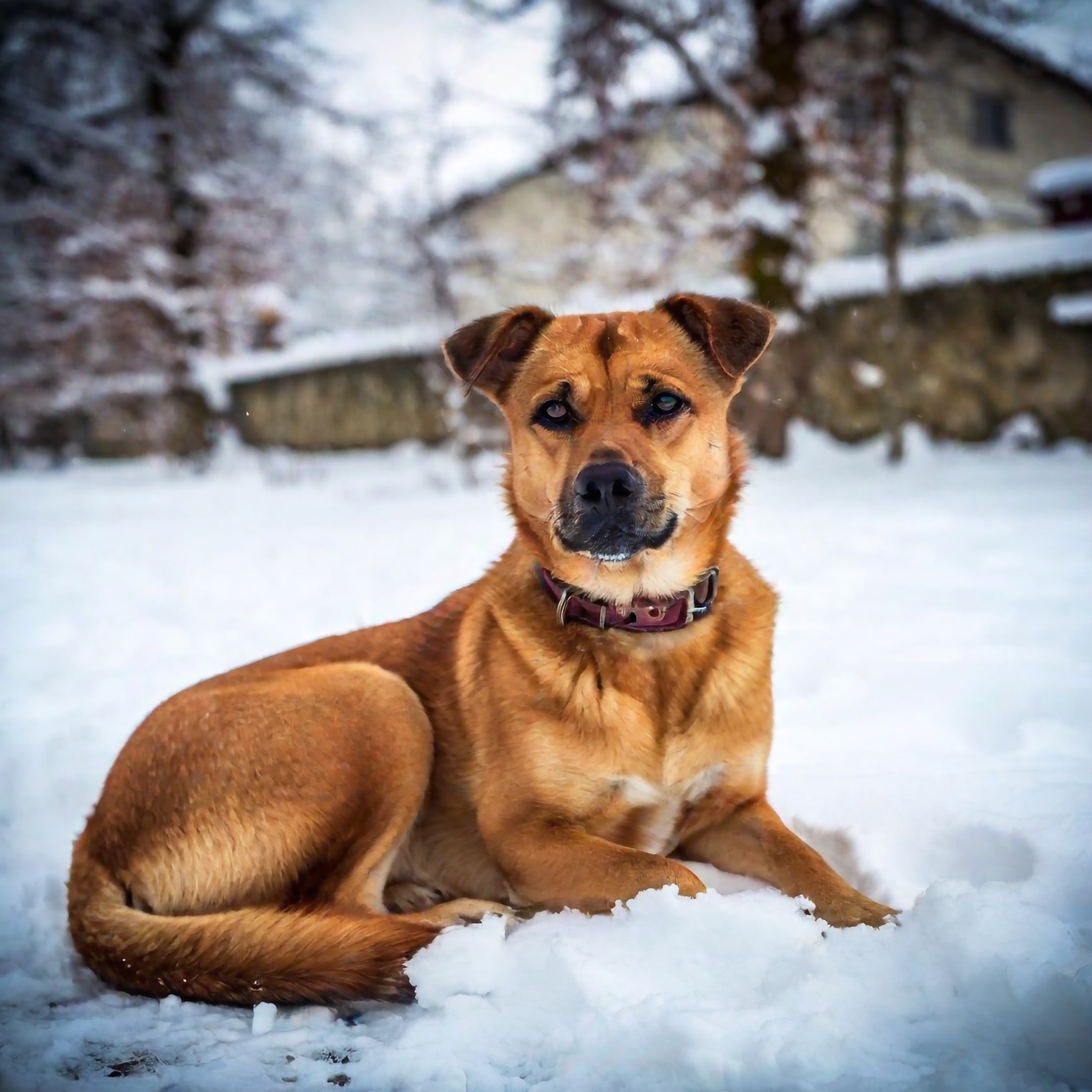 Hund liegt im Winter im Schnee und will gleich schlafen