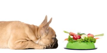 Hund vor einem Napf mit frischem Gemüse