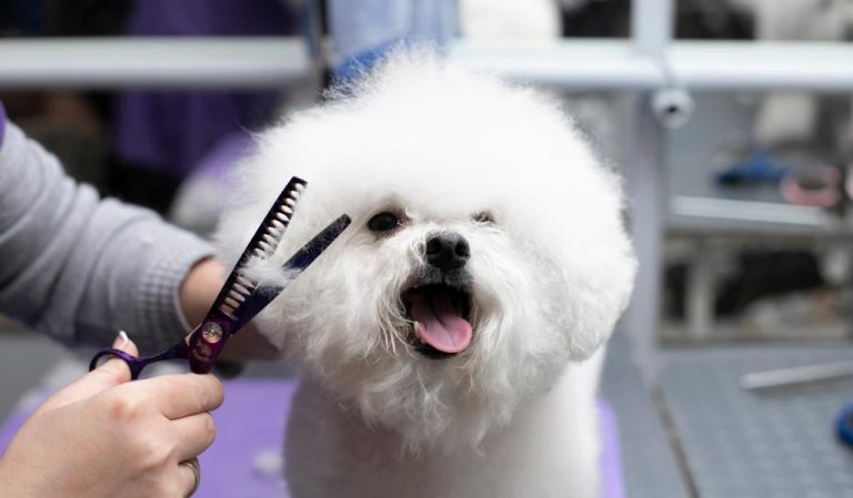 Kleiner Hund wird getrimmt beim Hundefrisör