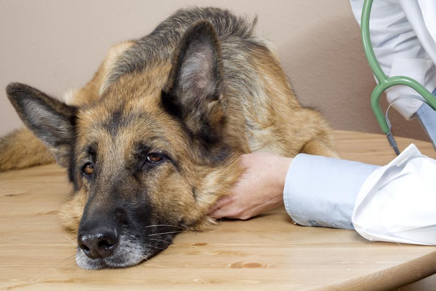 Schäferhund mit Krebs beim Tierarzt