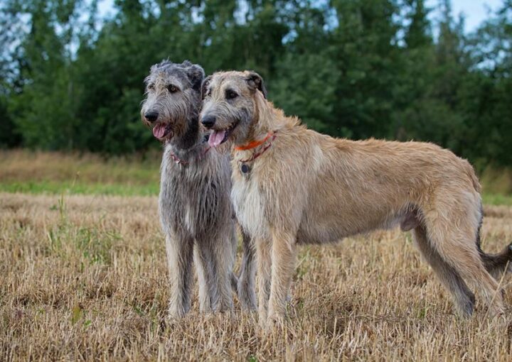 Zwei Irische Wolfshunde die sich impfen lassen wollen