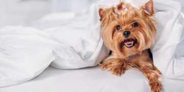 kleiner Yorkshire Terrier im Bett