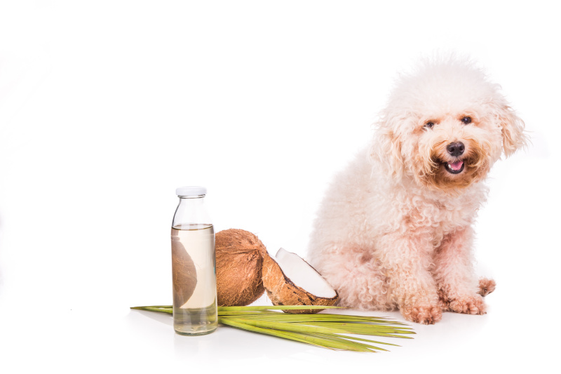 Kokosöl für Hunde