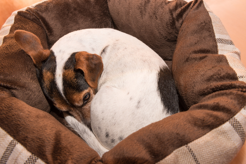 Hund schläft eingerollt in seinem Hunde Bettchen