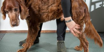 Befundung bei der Tierphysiotherapeutin, prüfen der Beweglichkeit beim Hund