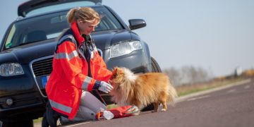 Tiernotarzt bei einem Hund nach Autounfall