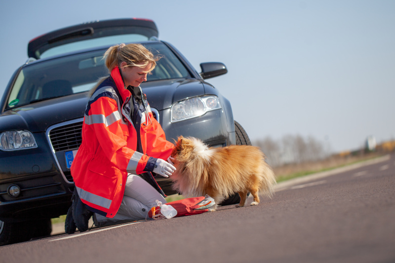Tiernotarzt bei einem Hund nach Autounfall
