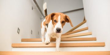 Ein Beagle läuft eine Treppe herunter