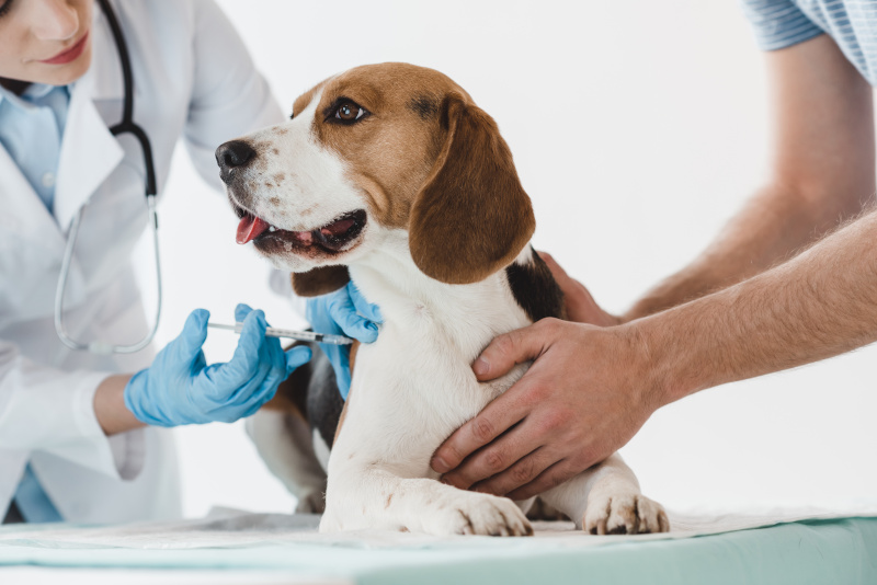 Borreliose Impfung beim Hund