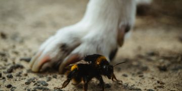 Biene und Hundepfoten