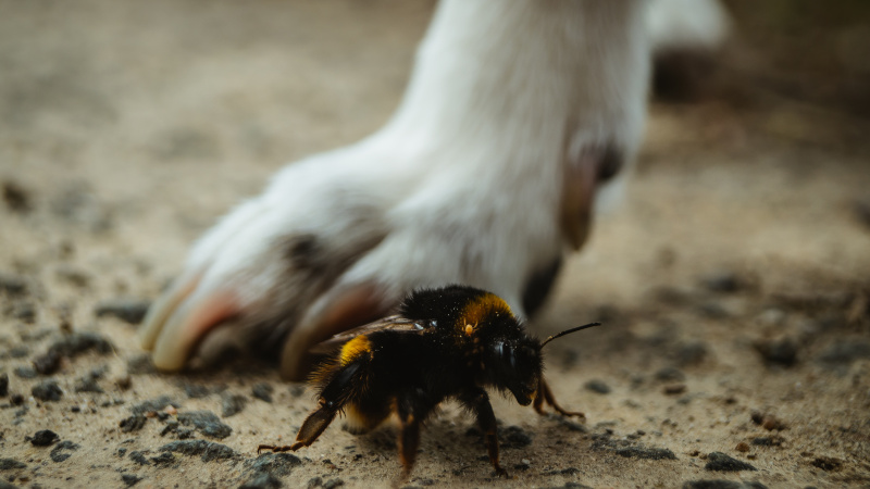 Biene und Hundepfoten