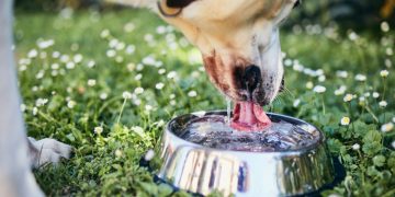 Hund trinkt Wasser aus einem Napf