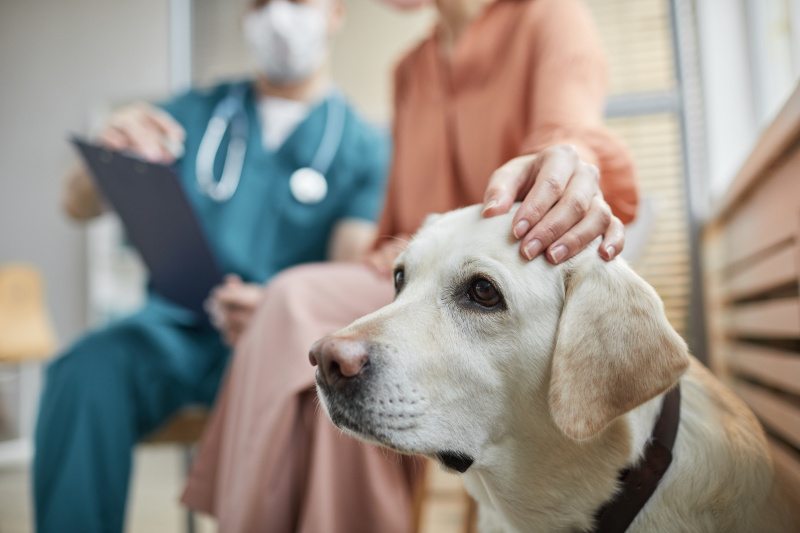 Labrador beim Tierarzt