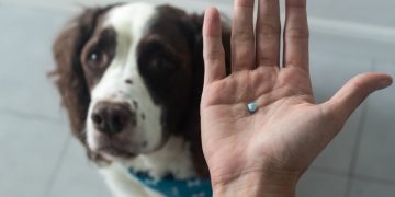 Paracetamol für Hunde