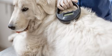 Tierarzt liest Mikrochip beim Hund aus.