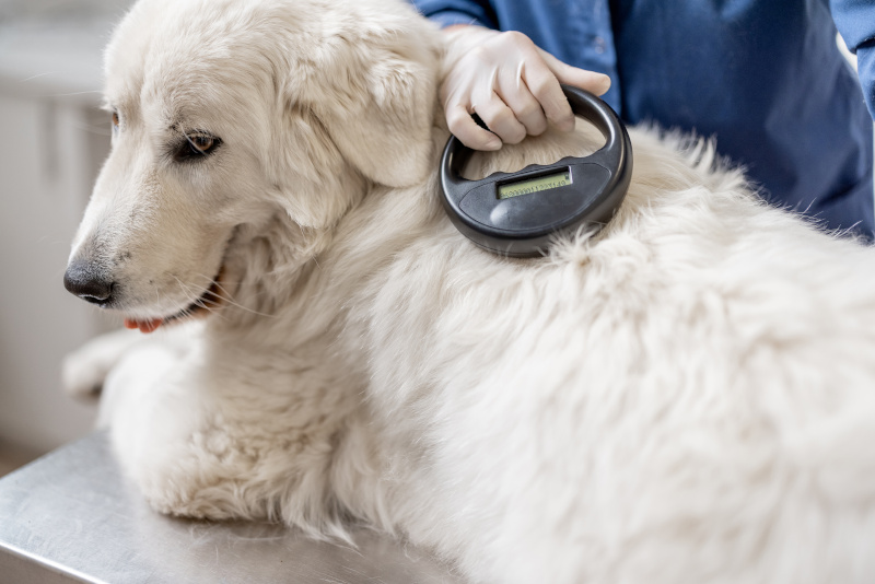 Tierarzt liest Mikrochip beim Hund aus.