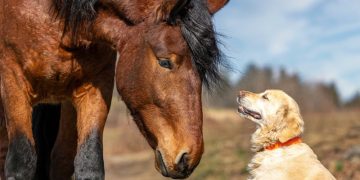 Ein braunes Pferd und ein blonder Hund