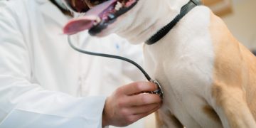 Tierarzt hört Lunge eines Hundes ab