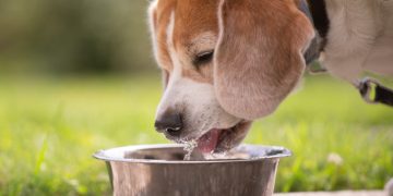 Beagle trinkt aus einem Napf