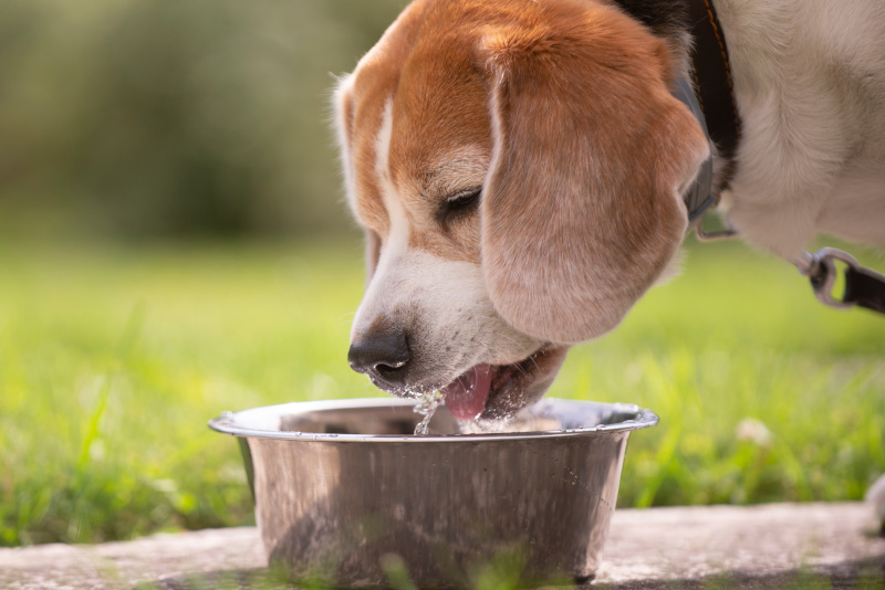 Beagle trinkt aus einem Napf