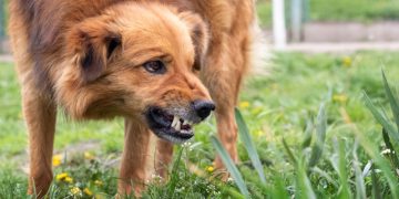 Hund fletscht die Zähne
