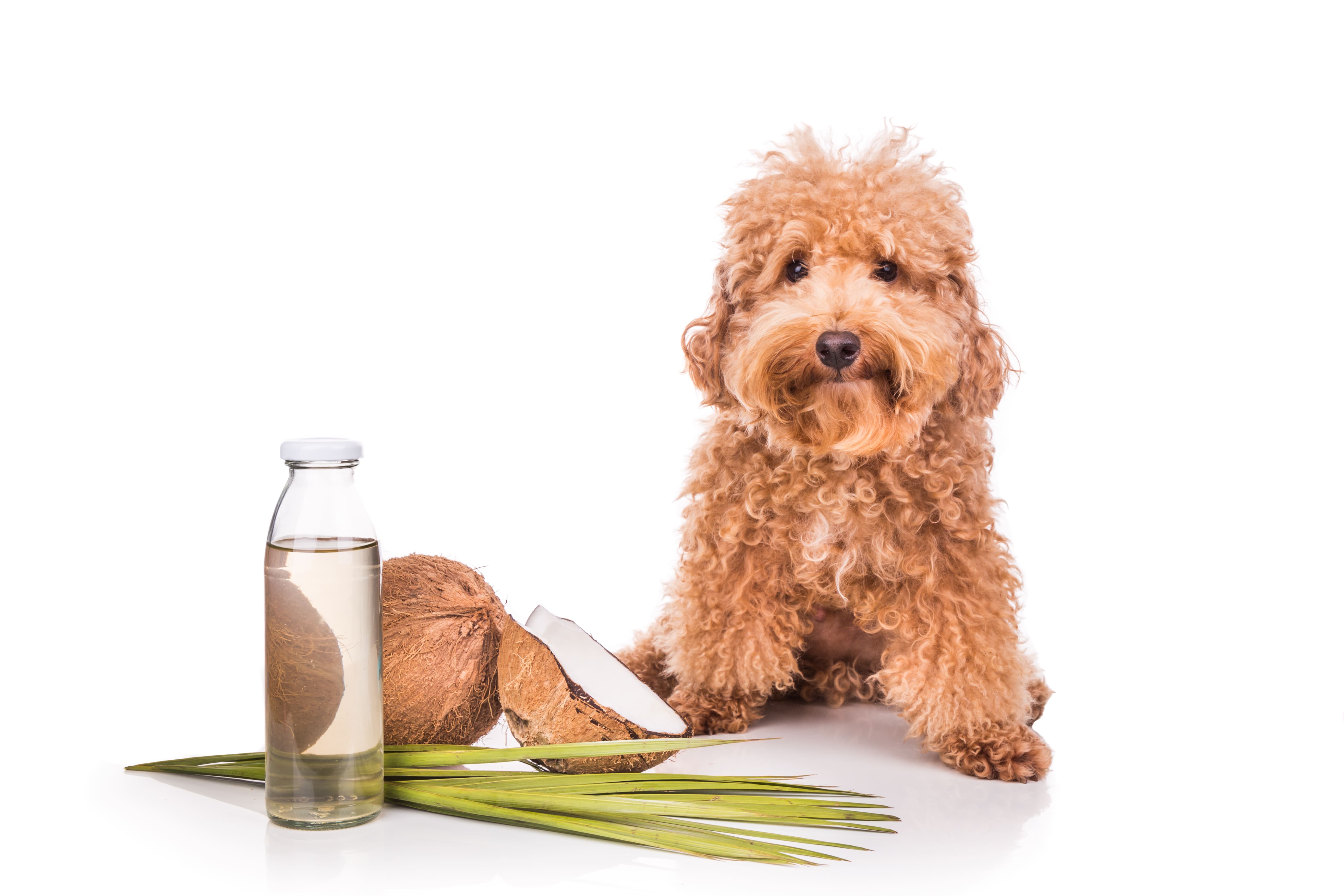 Hund sitzt neben einer Kokosnuss und Kokosöl