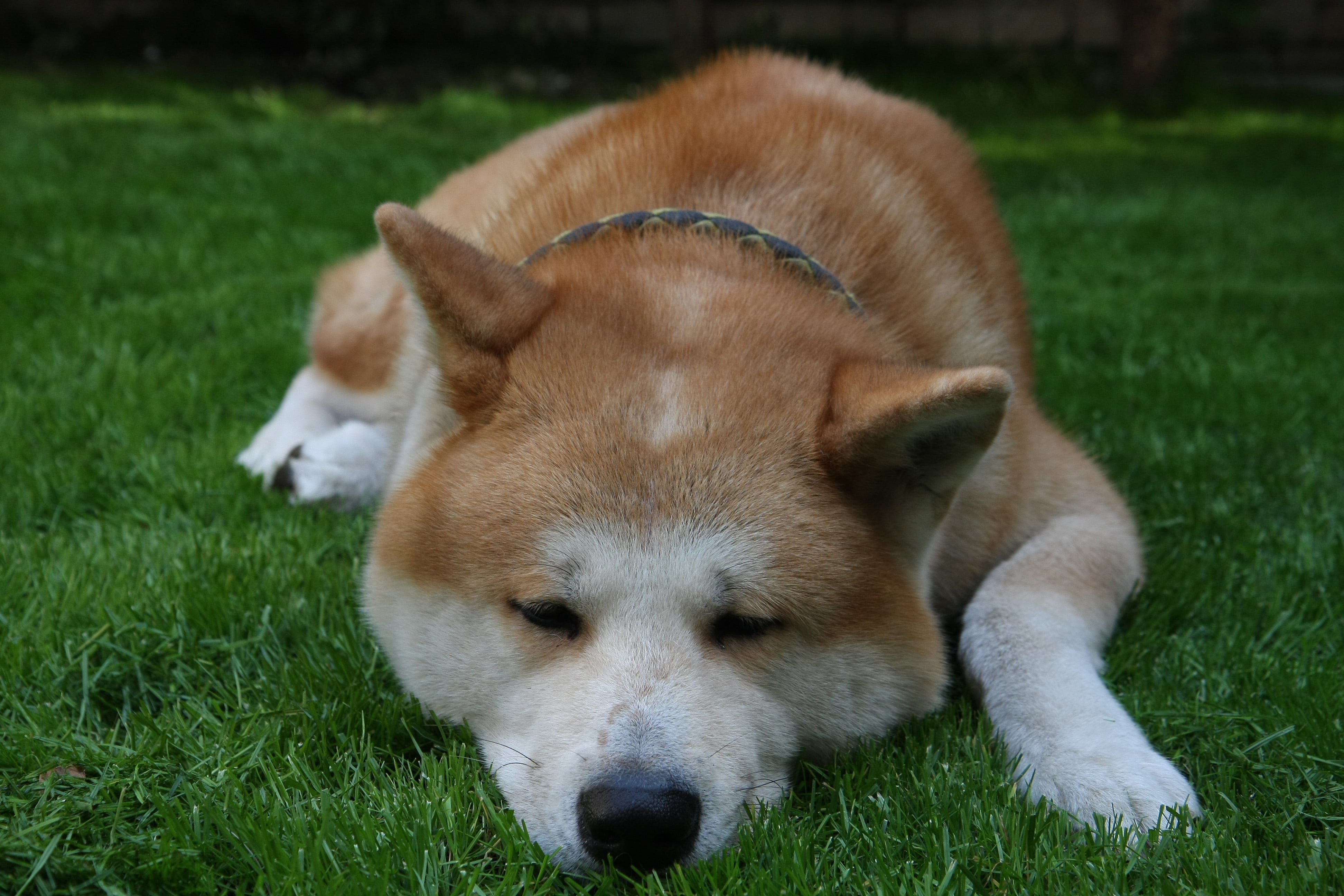 Hund liegt auf Wiese und wurde von einem Auto angefahren