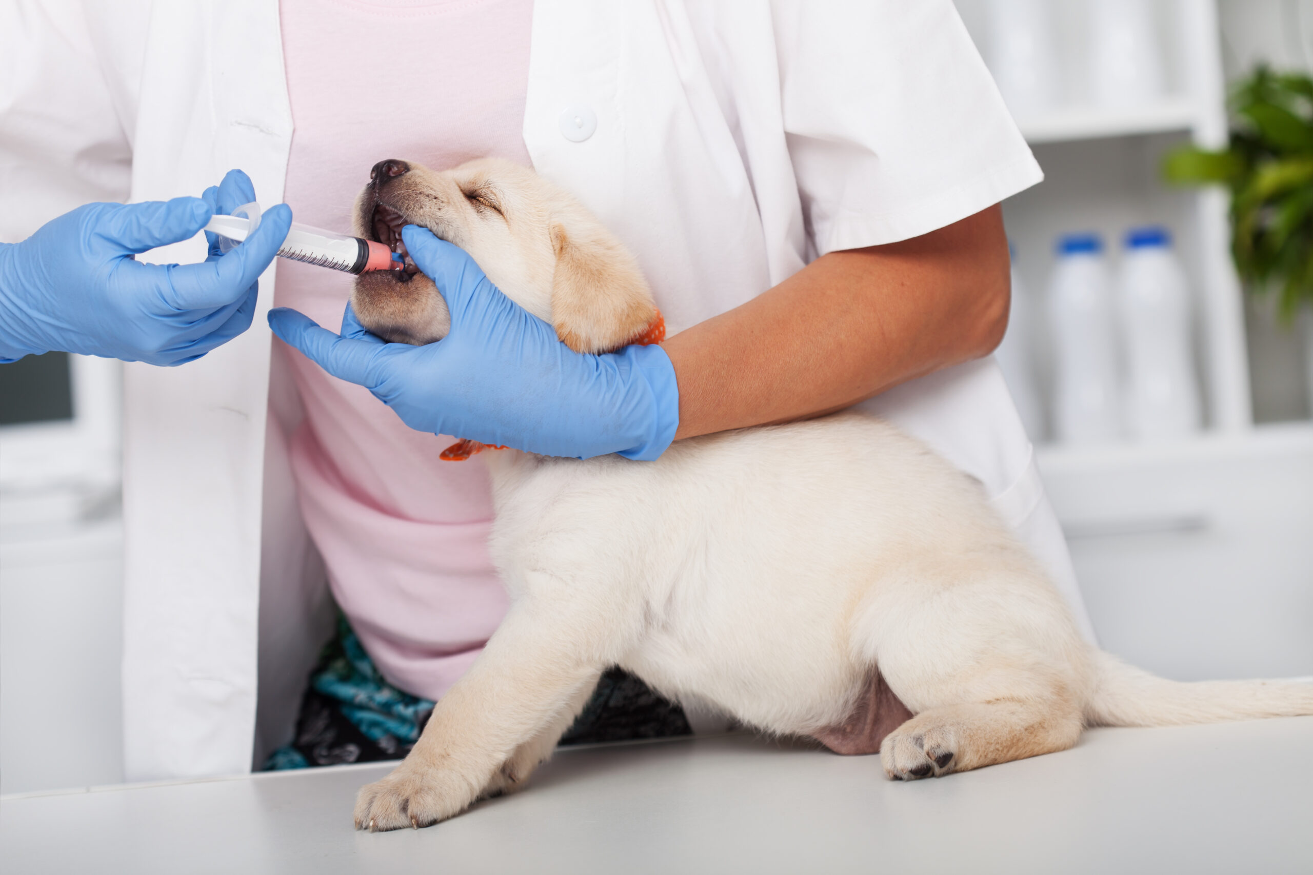 Hund bekommt Wurmkur vom Tierarzt gegeben und merkt danach die Wirkung