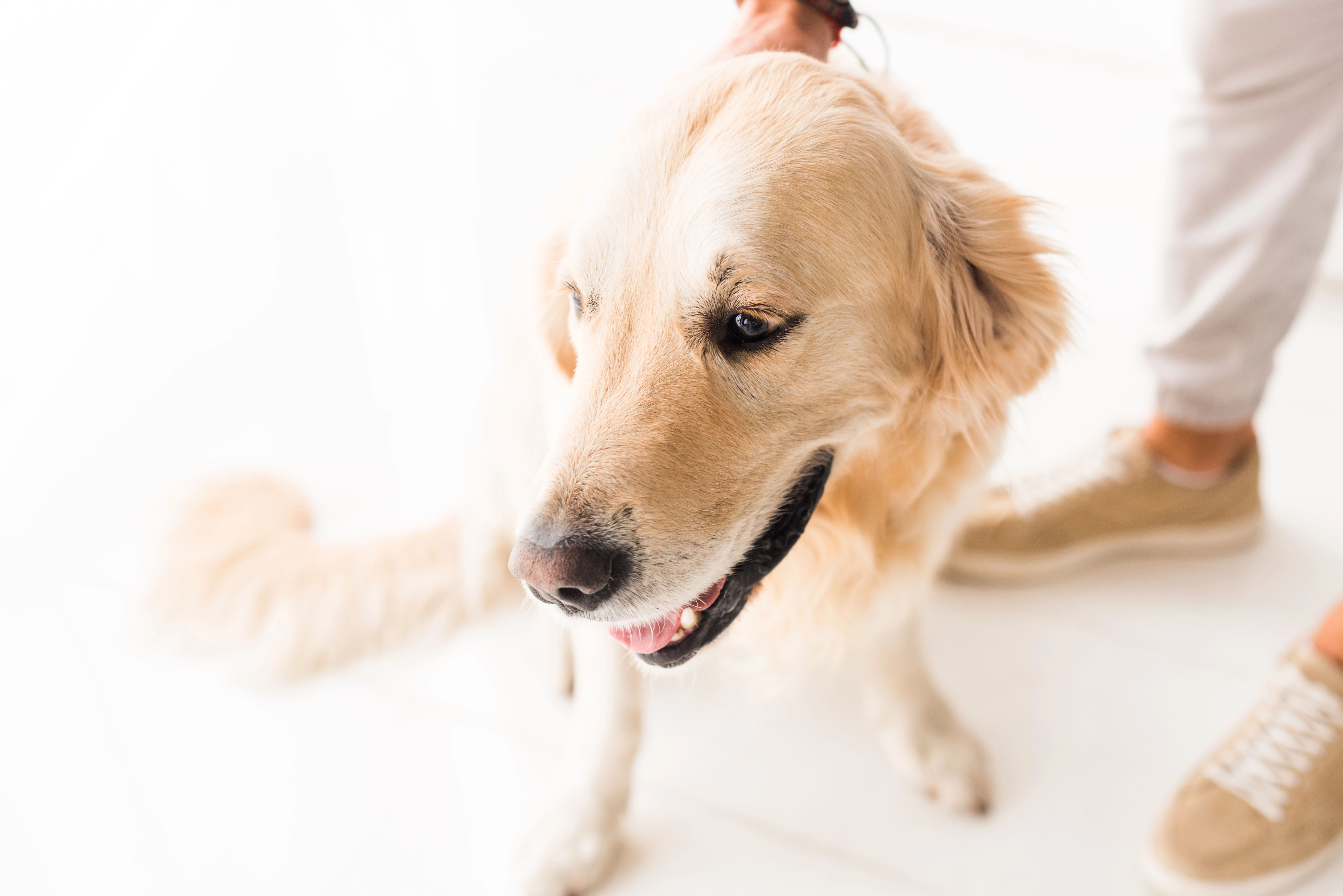 Hund steht auf dem Boden mit Symptomen von Gelenkschmerzen