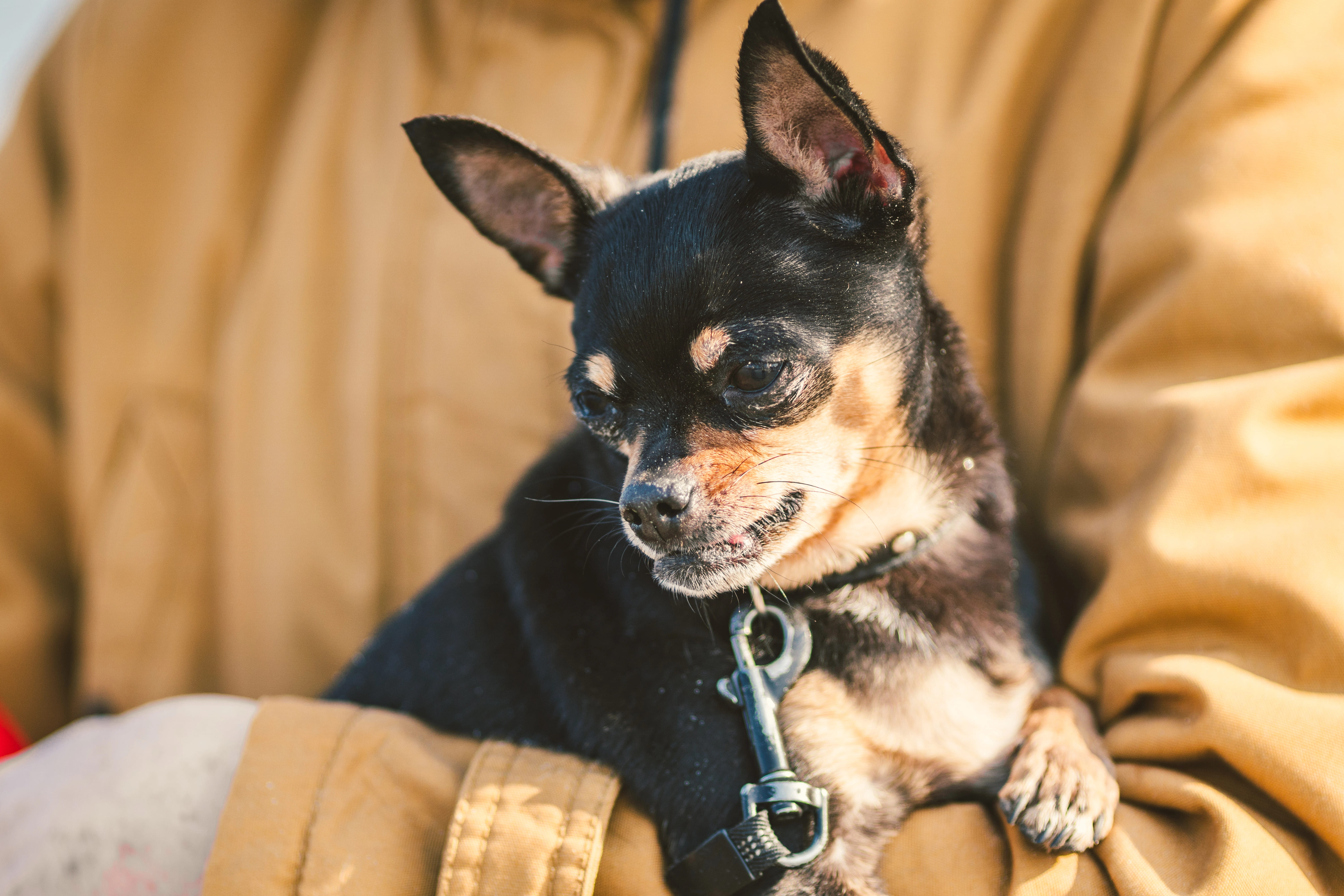 Hund hat Streptokokken und wird zum Tierarzt gebracht