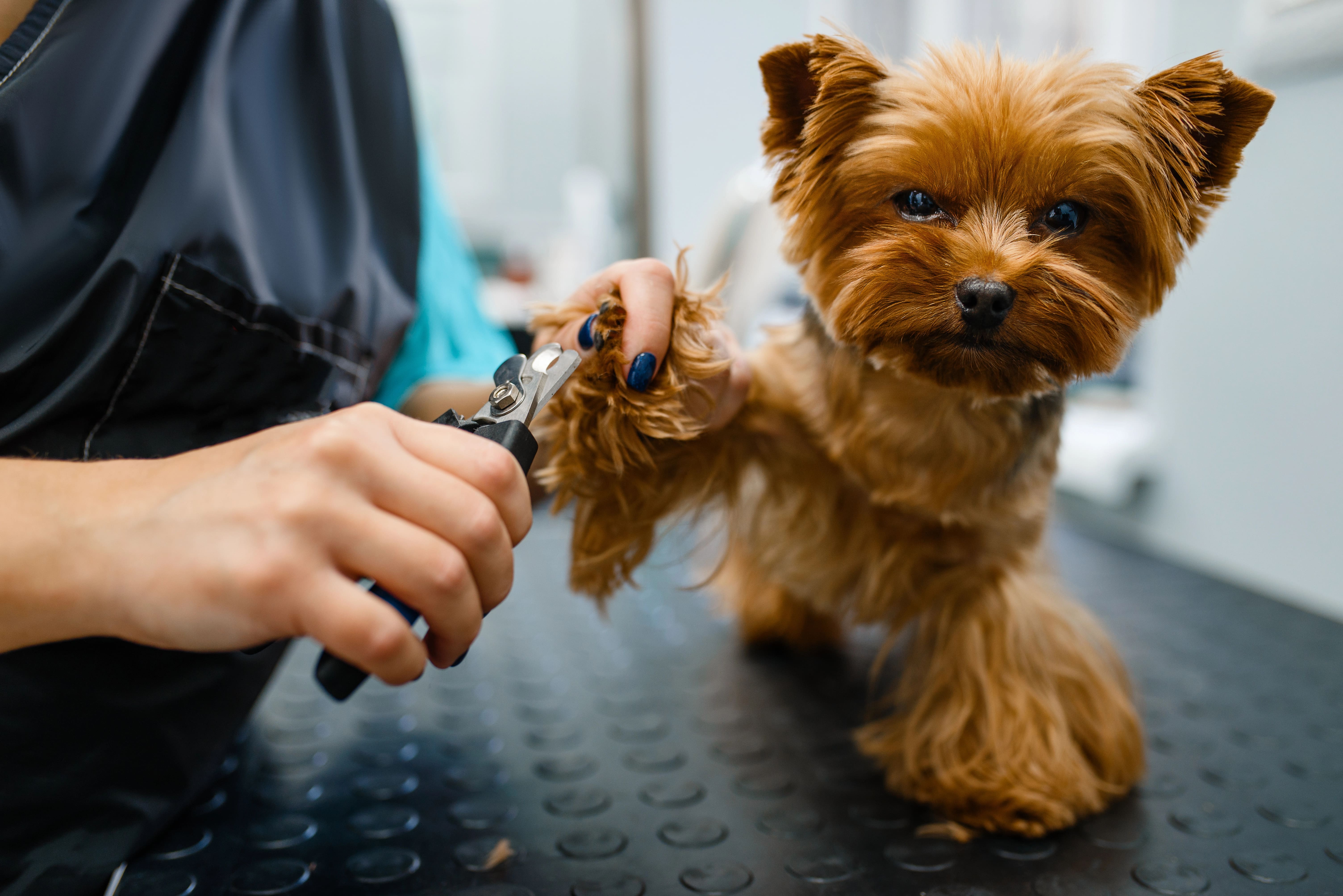 Krallen schneiden beim Hund