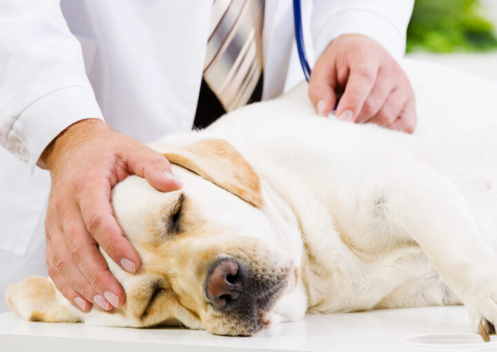 Hund mit Lungenkrebs beim Tierarzt zur Untersuchung