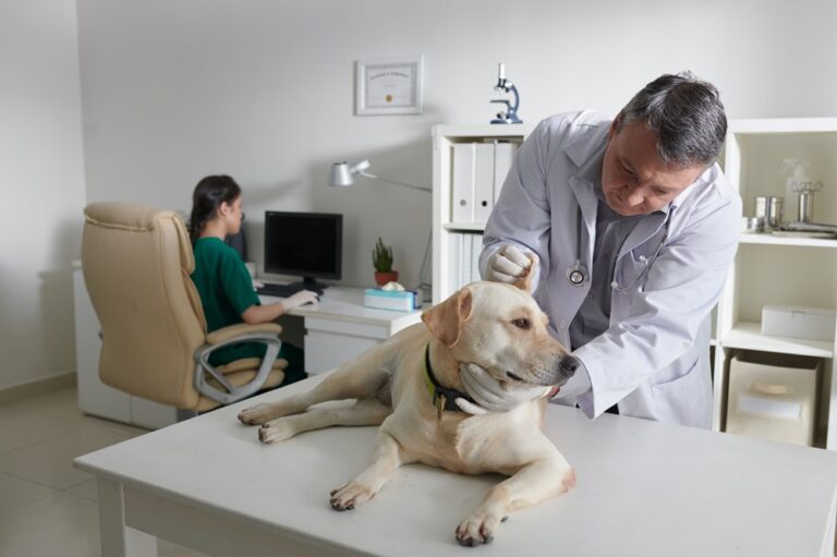 Hund beim Tierarzt