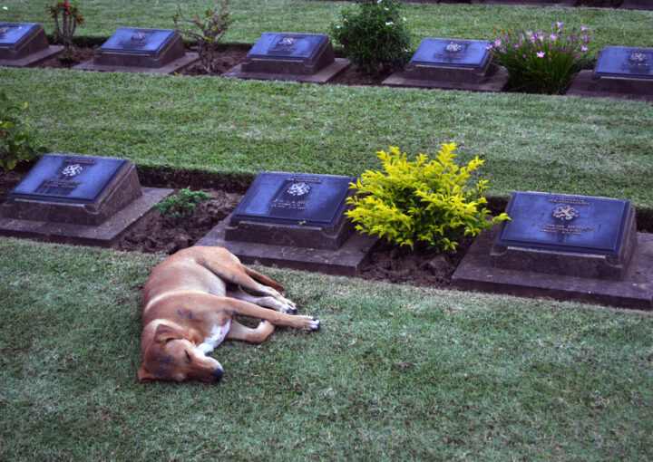 Gartenbestattung Hund, Hund vergraben