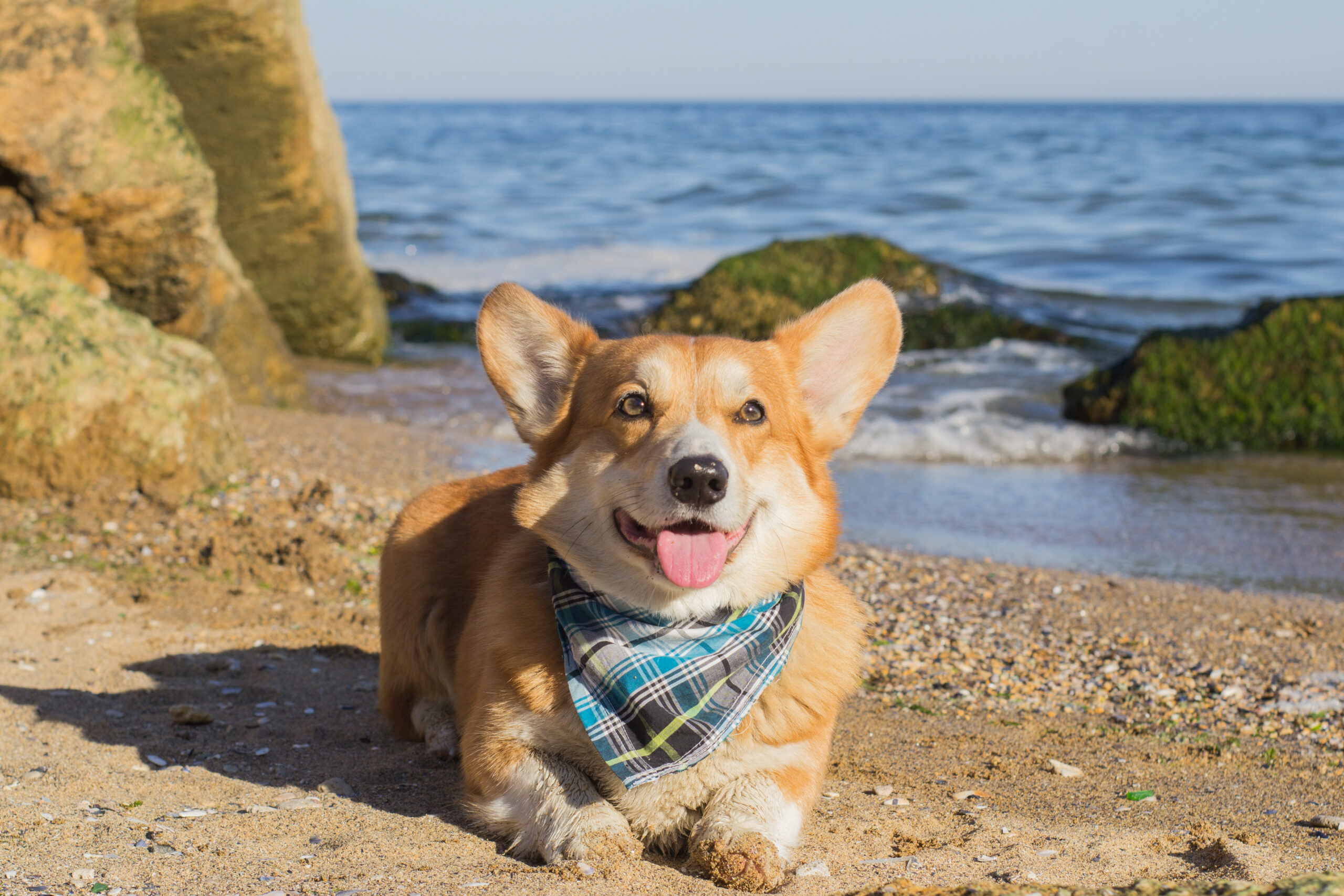 Hund im Sommer am Strand mit hohen Temperaturen