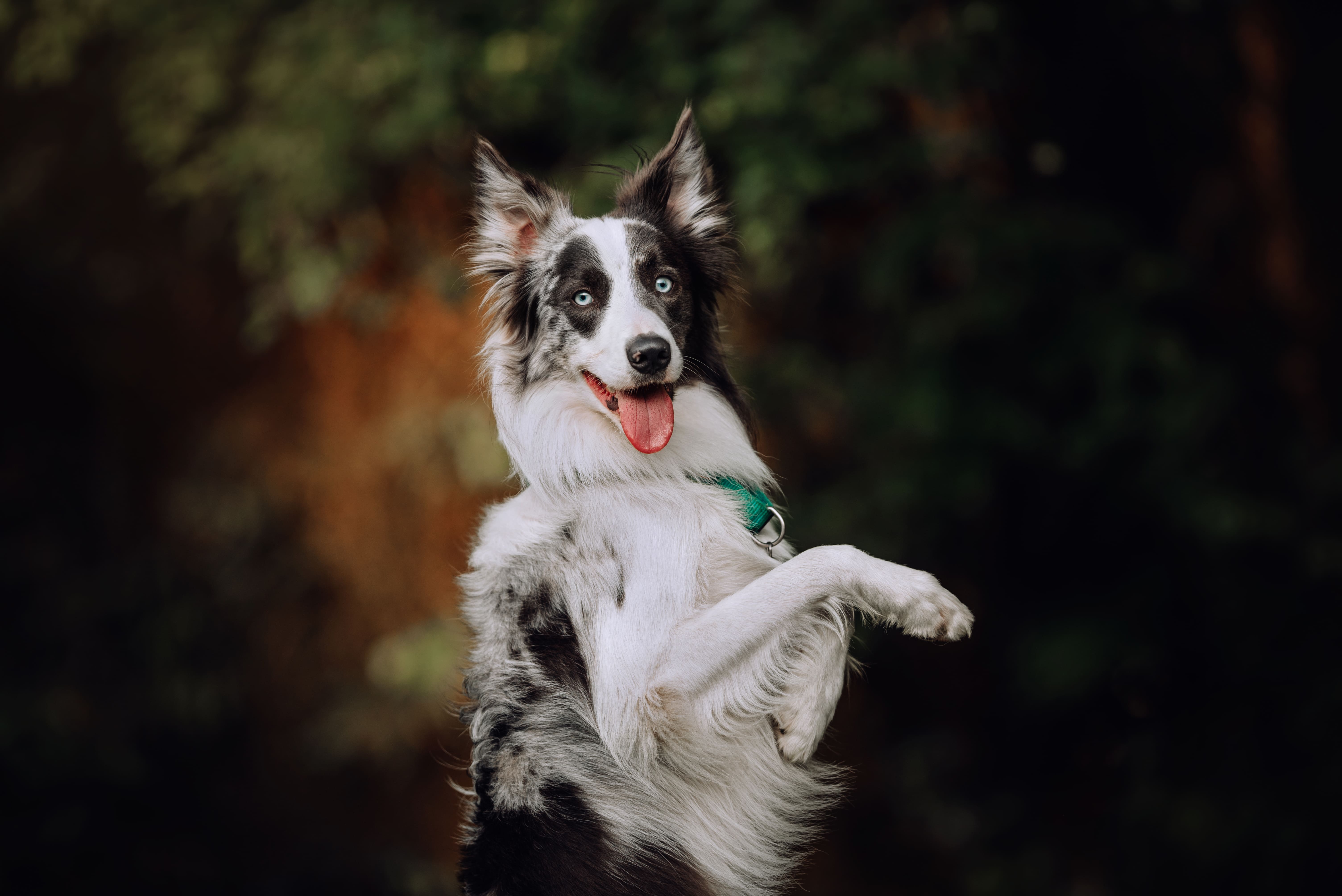 Hund mit blauen Augen steht auf den Hinterpfoten