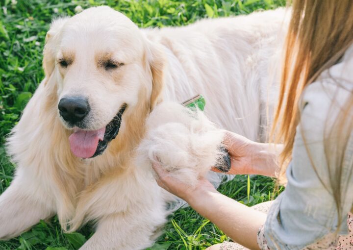 Erkennen der Unterwolle beim Hund und diese rausbürsten