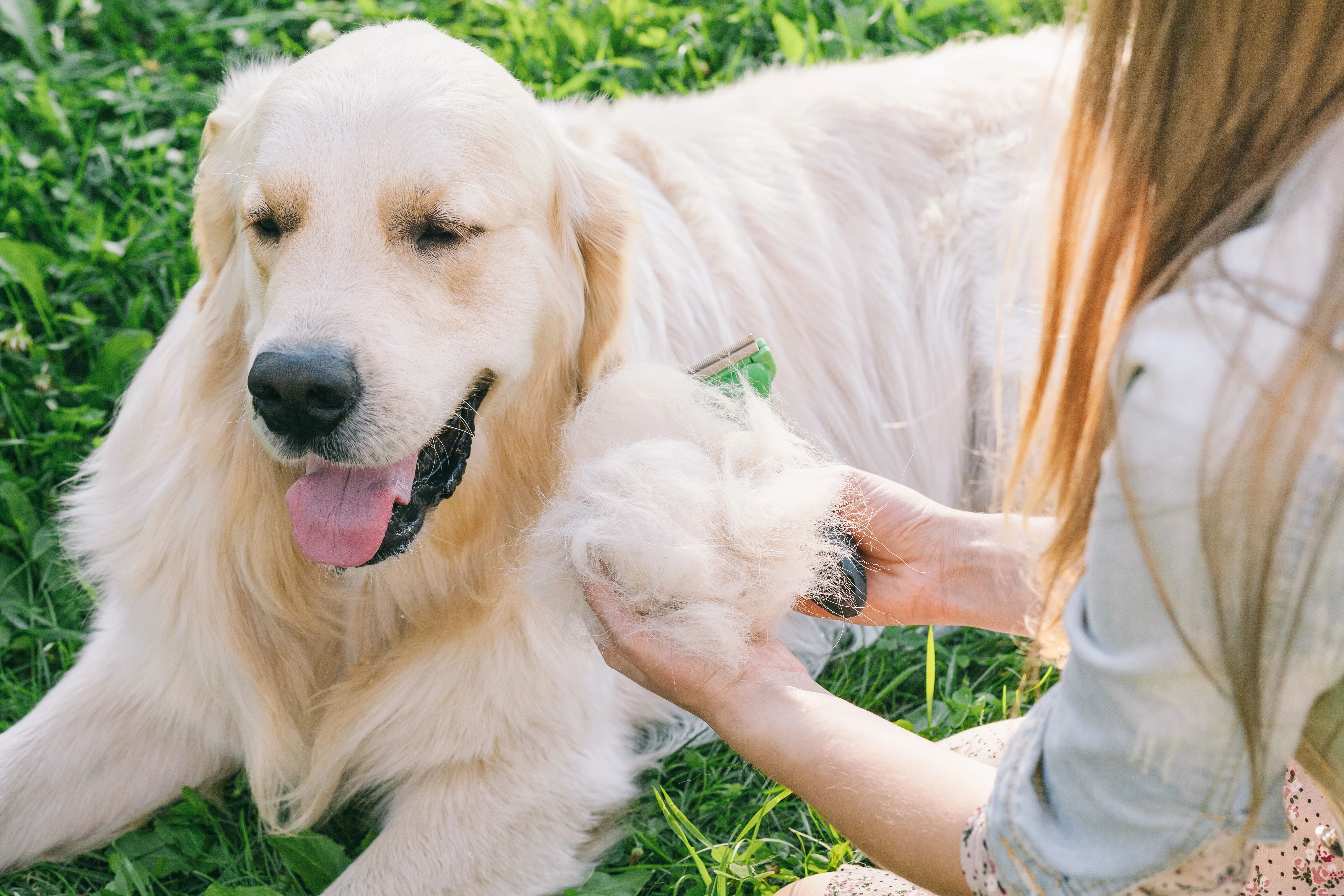 Erkennen der Unterwolle beim Hund und diese rausbürsten